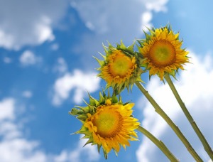 sunflowers happiness