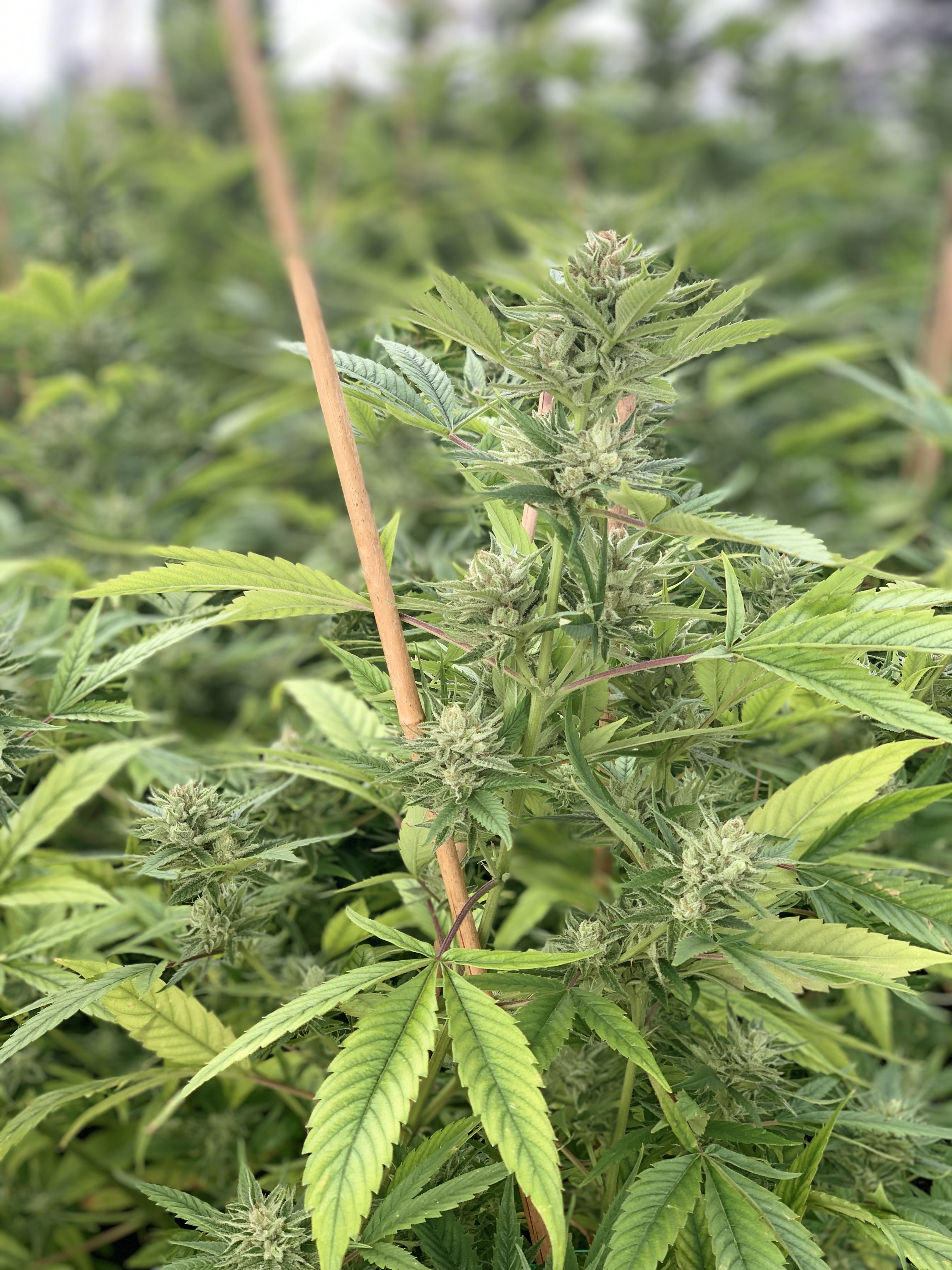 CBD Oil Marijuana PR